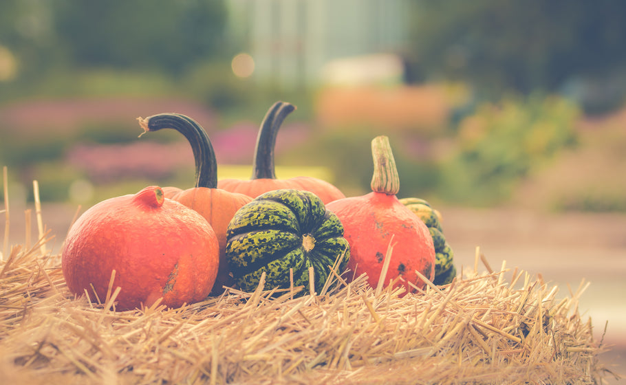 Pumpkins, hayrides and Halloween, oh my!