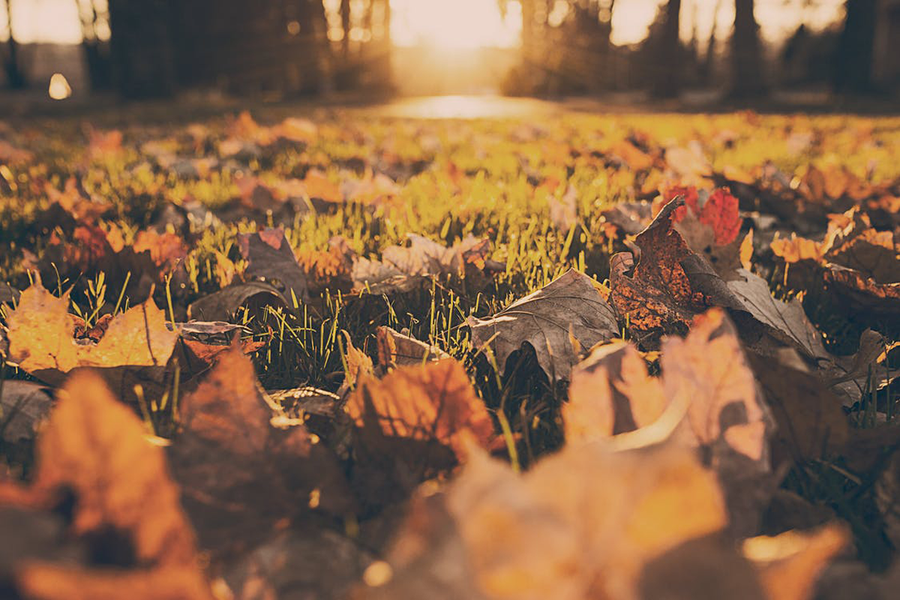 5 Tips To Prepare Your Yard for Fall
